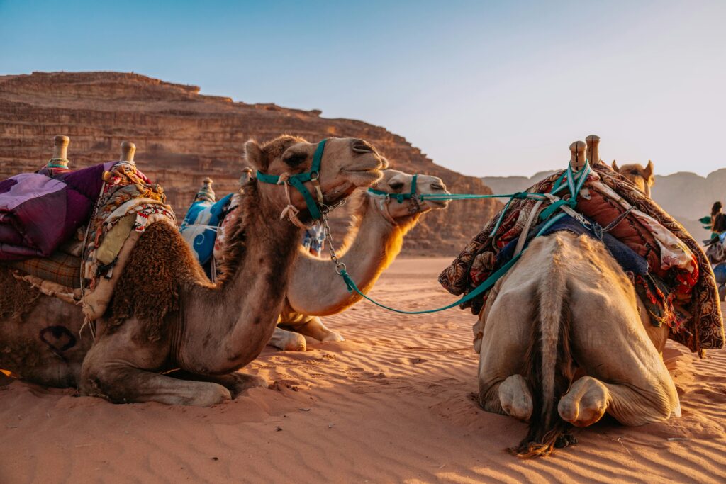 Saddled camels resting at sunset in the stunning Wadi Rum desert, Jordan.